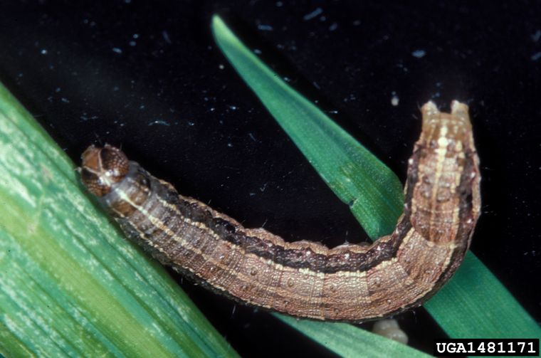Spodoptera frugiperda