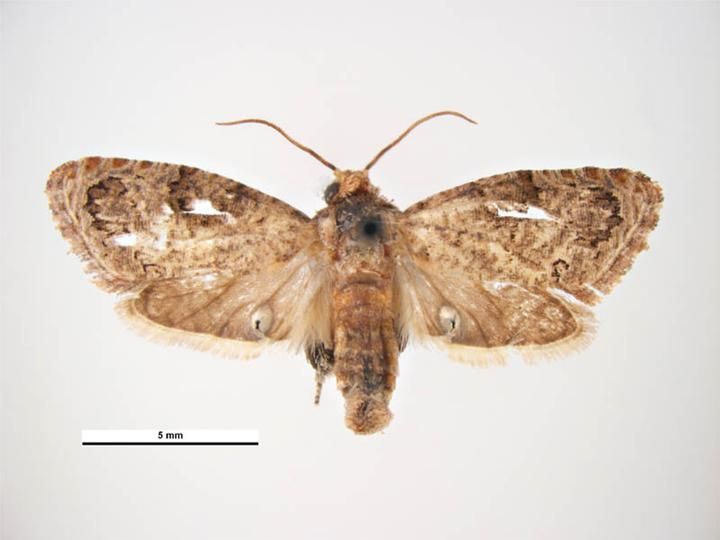 Thaumatotibia leucotreta