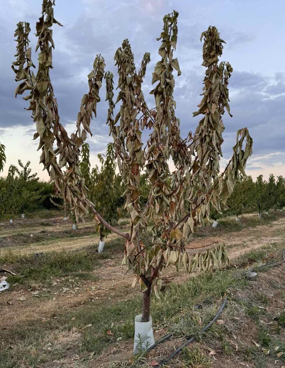 Young cherry tree dried abruptly, with the leaves still hanging on the shoots, among green trees