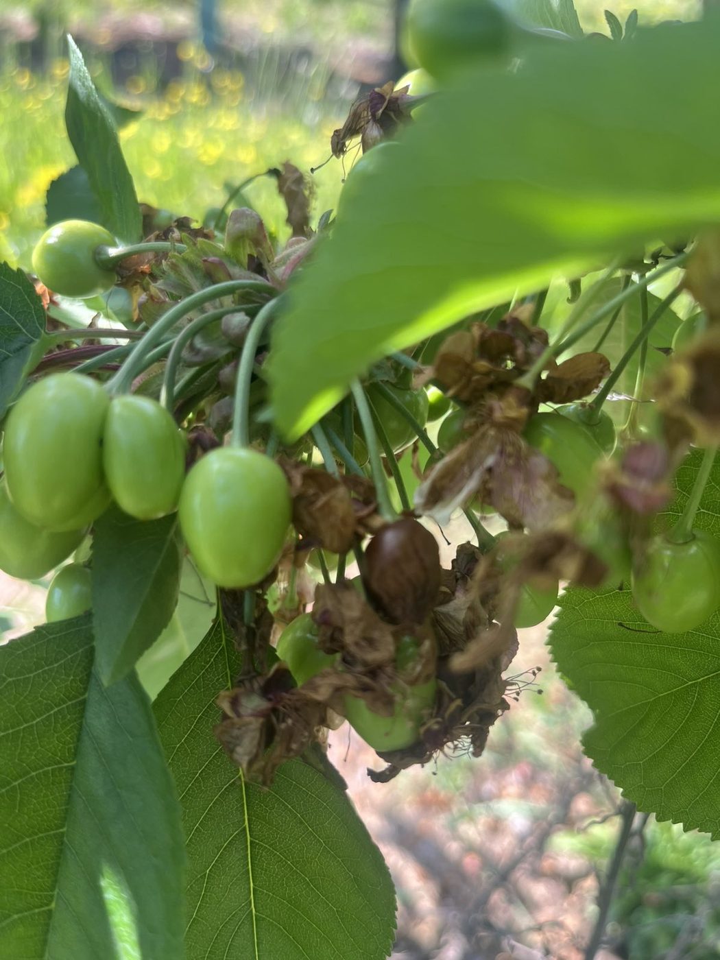 Cherry spur with blossoms blighted by brown rot and a browned fruitlet among healthy green cherries