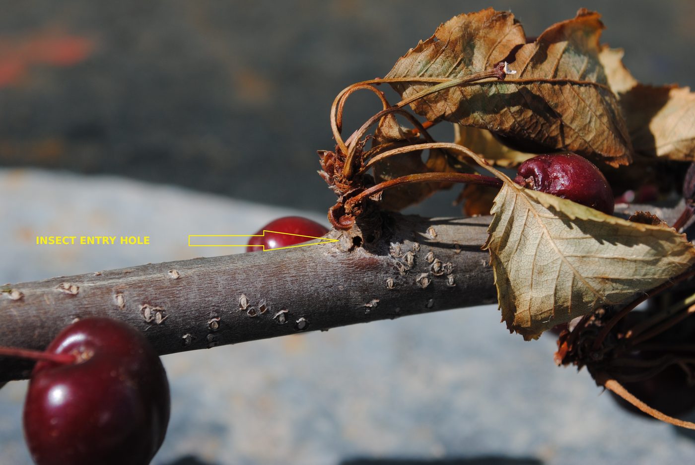 Beetle entry hole at the base of a cherry fruiting spur, with the part above it wilted