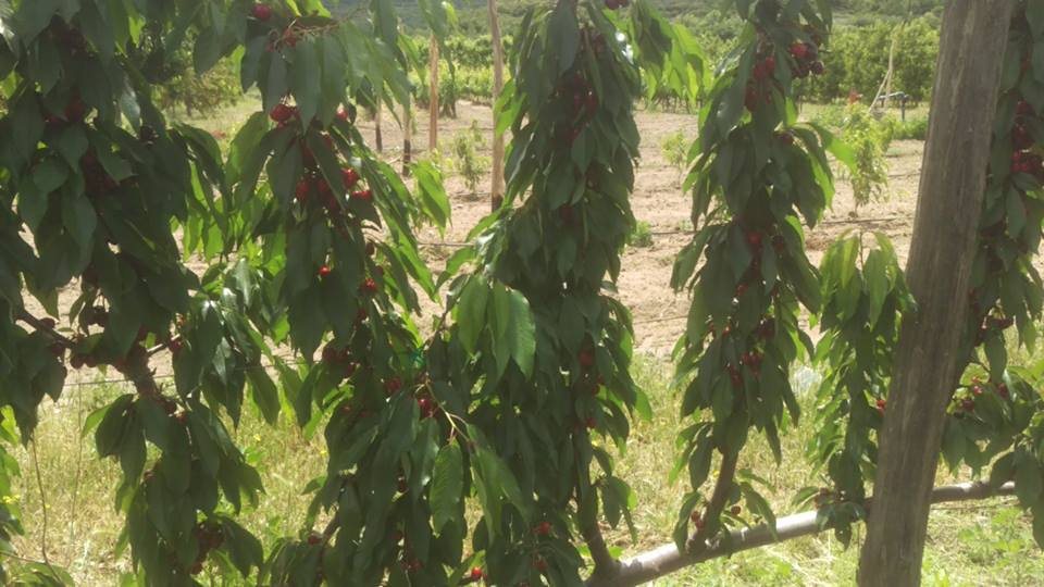Pendant cherry branches with a very dense load of small fruit