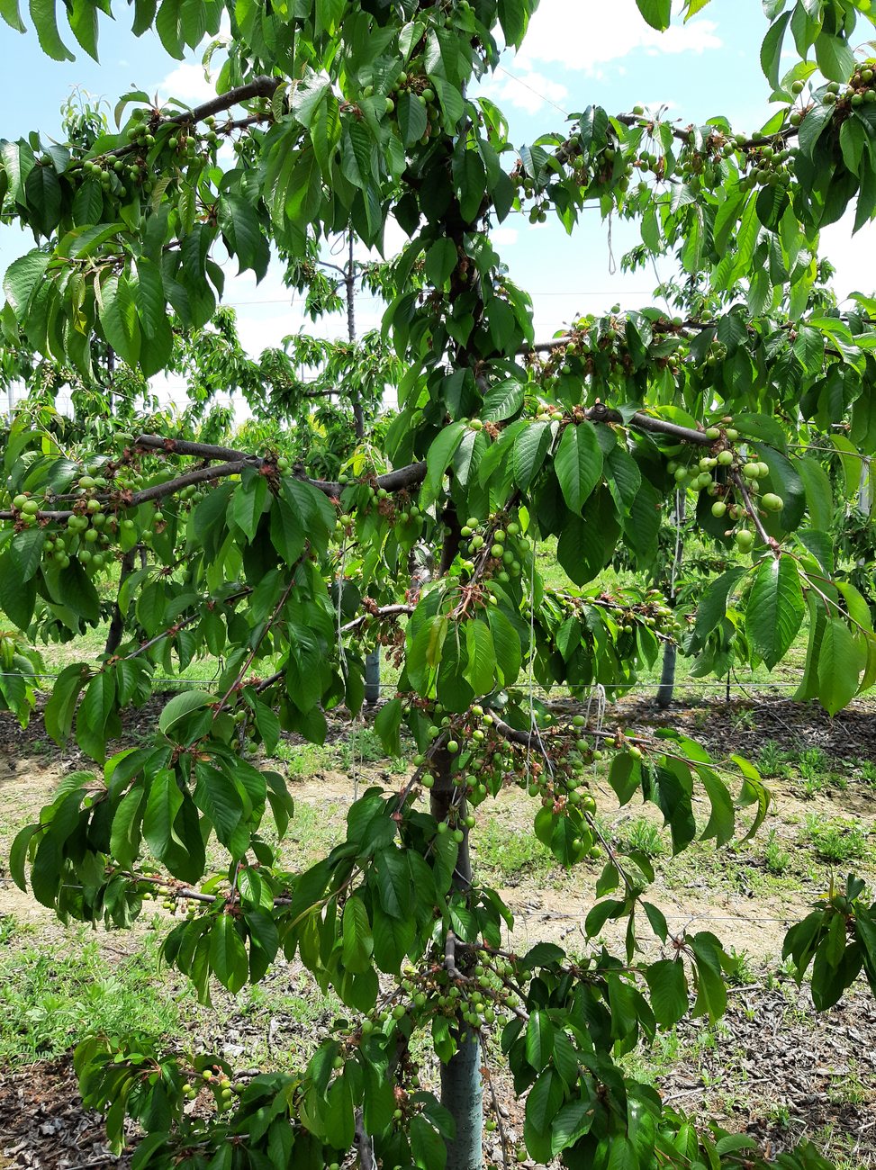 A young trellised cherry tree with horizontally tied branches and a dense fruit set