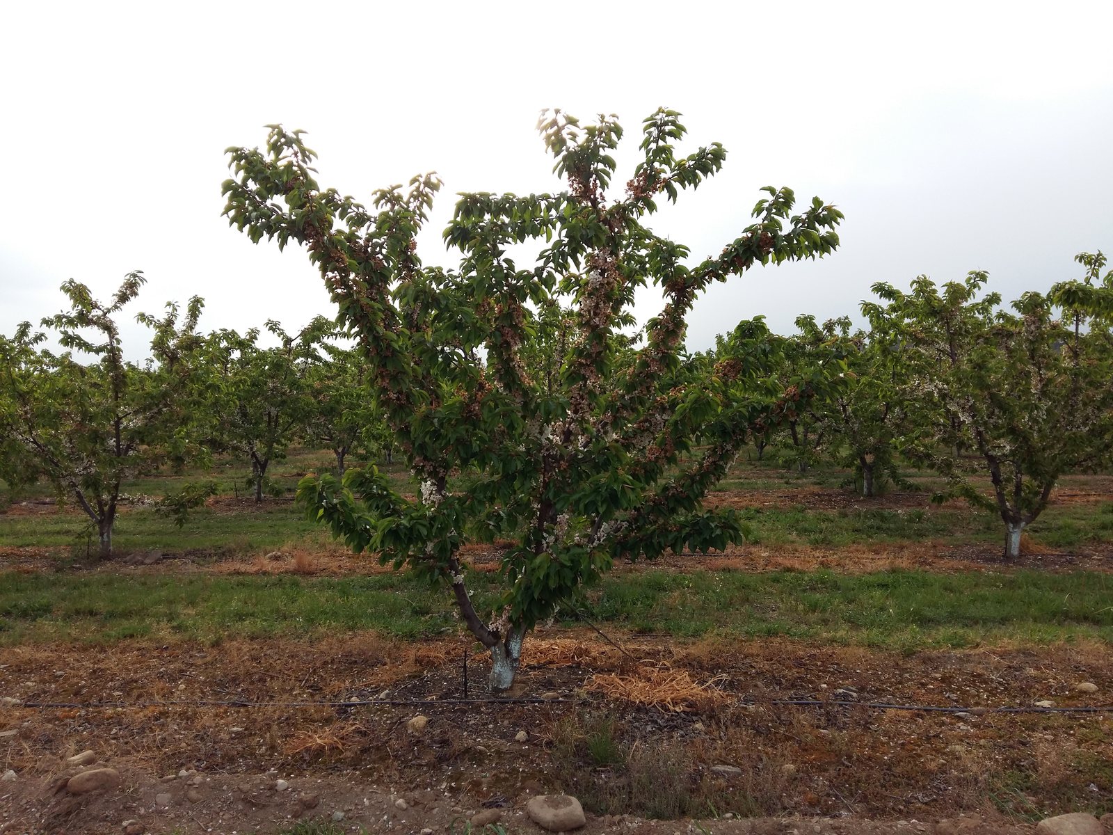 Sweet cherry training systems: what works, what does not, and why