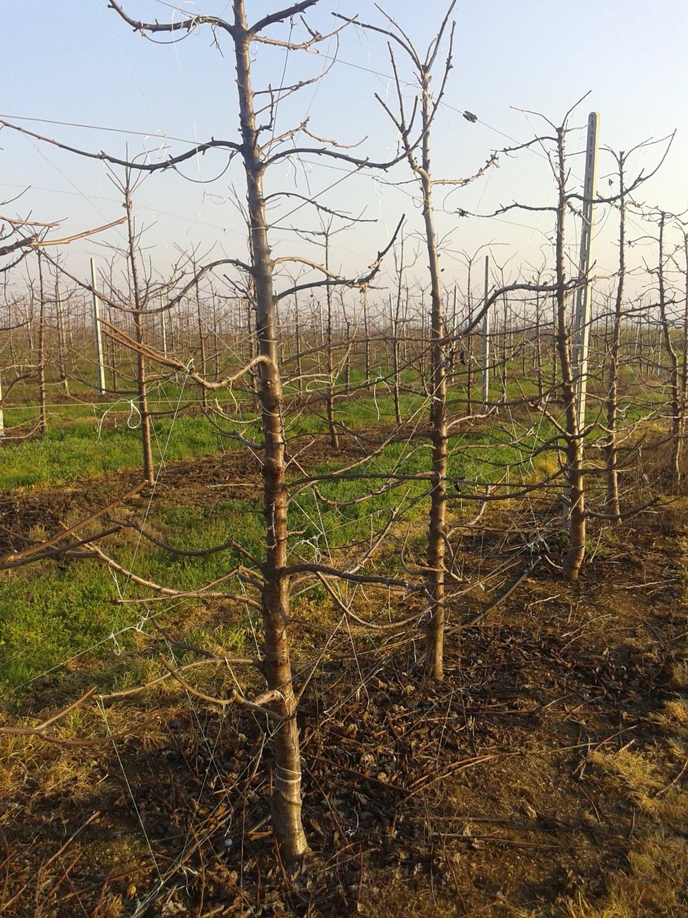 Young cherry trees on a trellis with horizontally tied branches, in dormancy