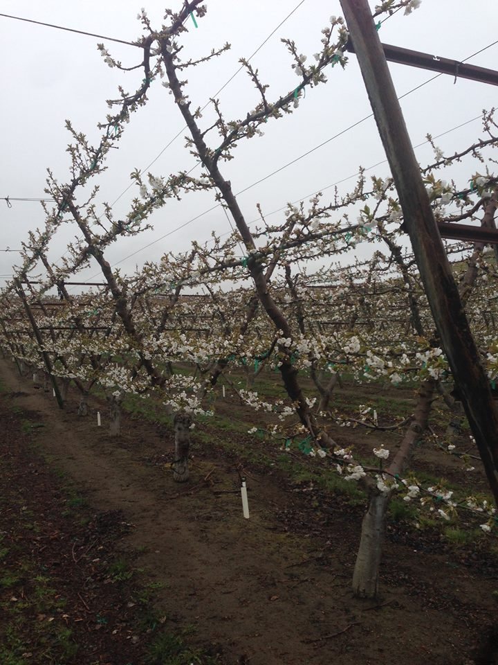 Trellised cherry trees at bloom with arched scaffolds tied to wires