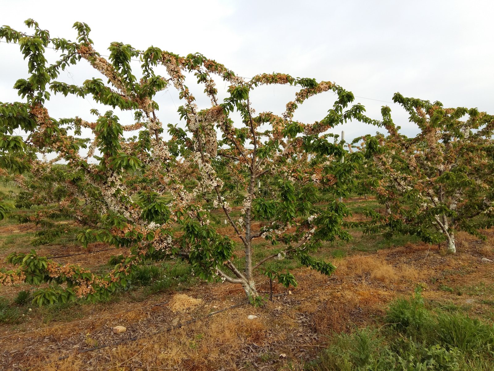 A classical cherry palmette with crossed scaffolds in full bloom