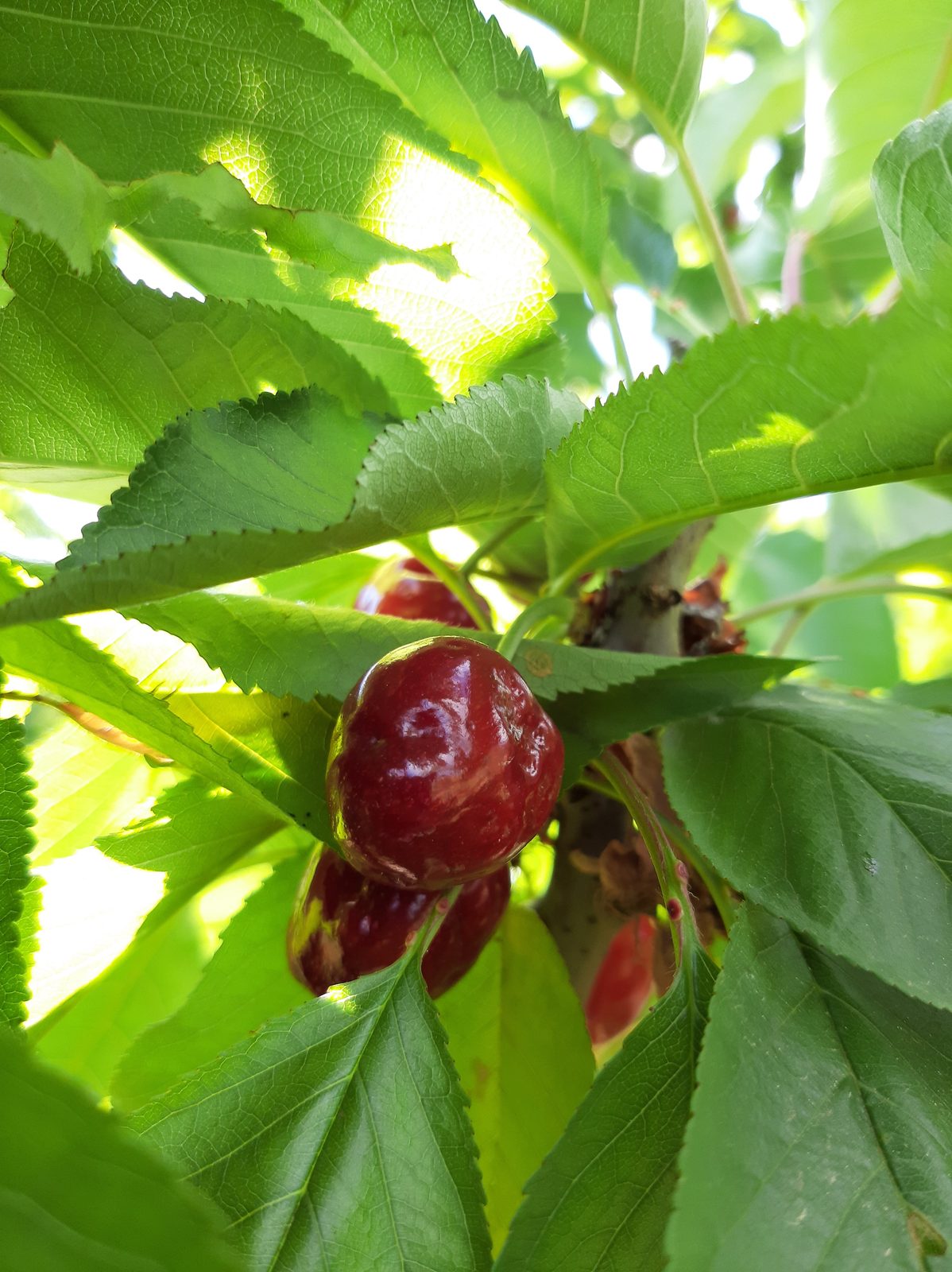 Deformed sweet cherries caused by the stink bug