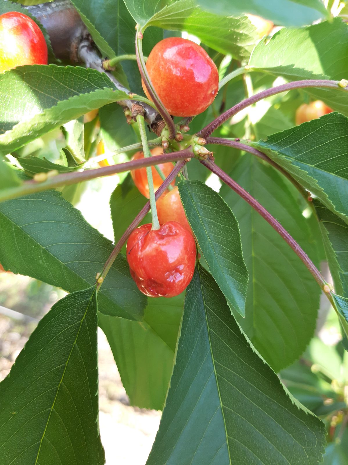 Pitting on sweet cherry fruit caused by the stink bug