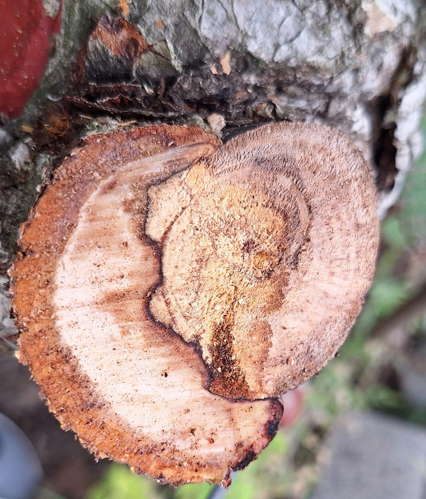 Kiwifruit trunk with white and brown rot and a black separation line