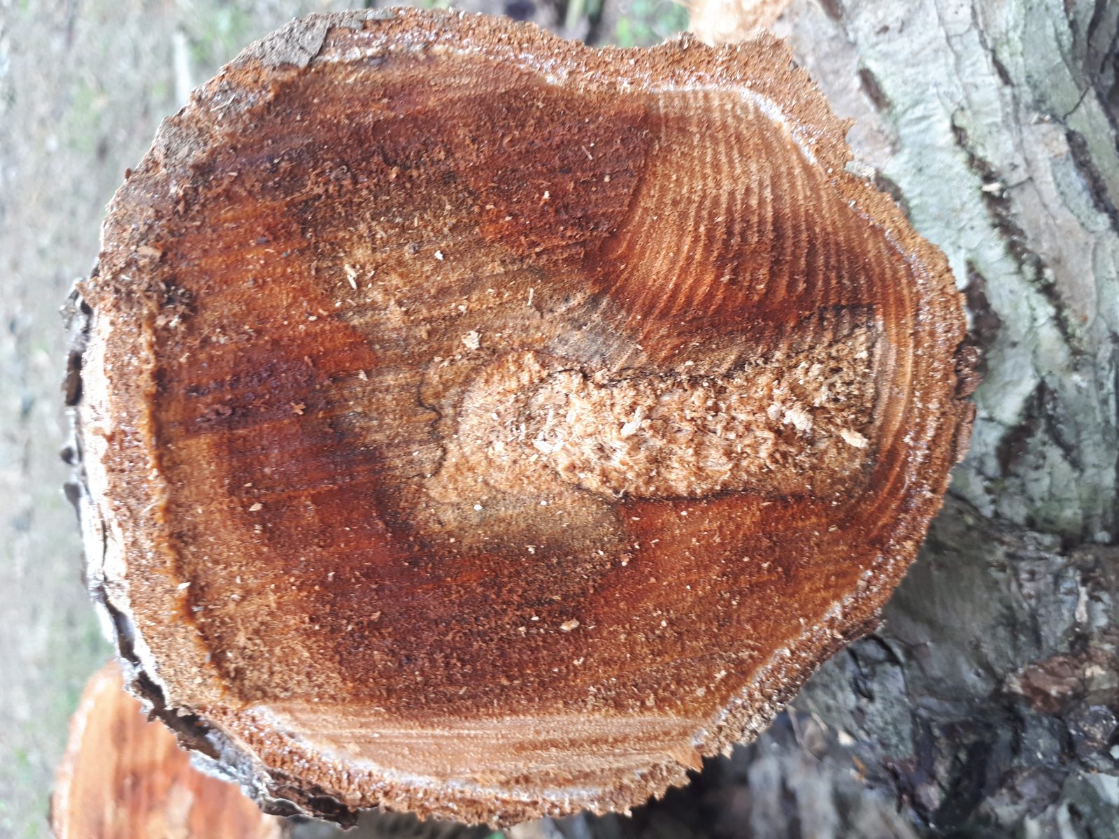 Onset of wood discolouration in kiwifruit at the early stages of infection