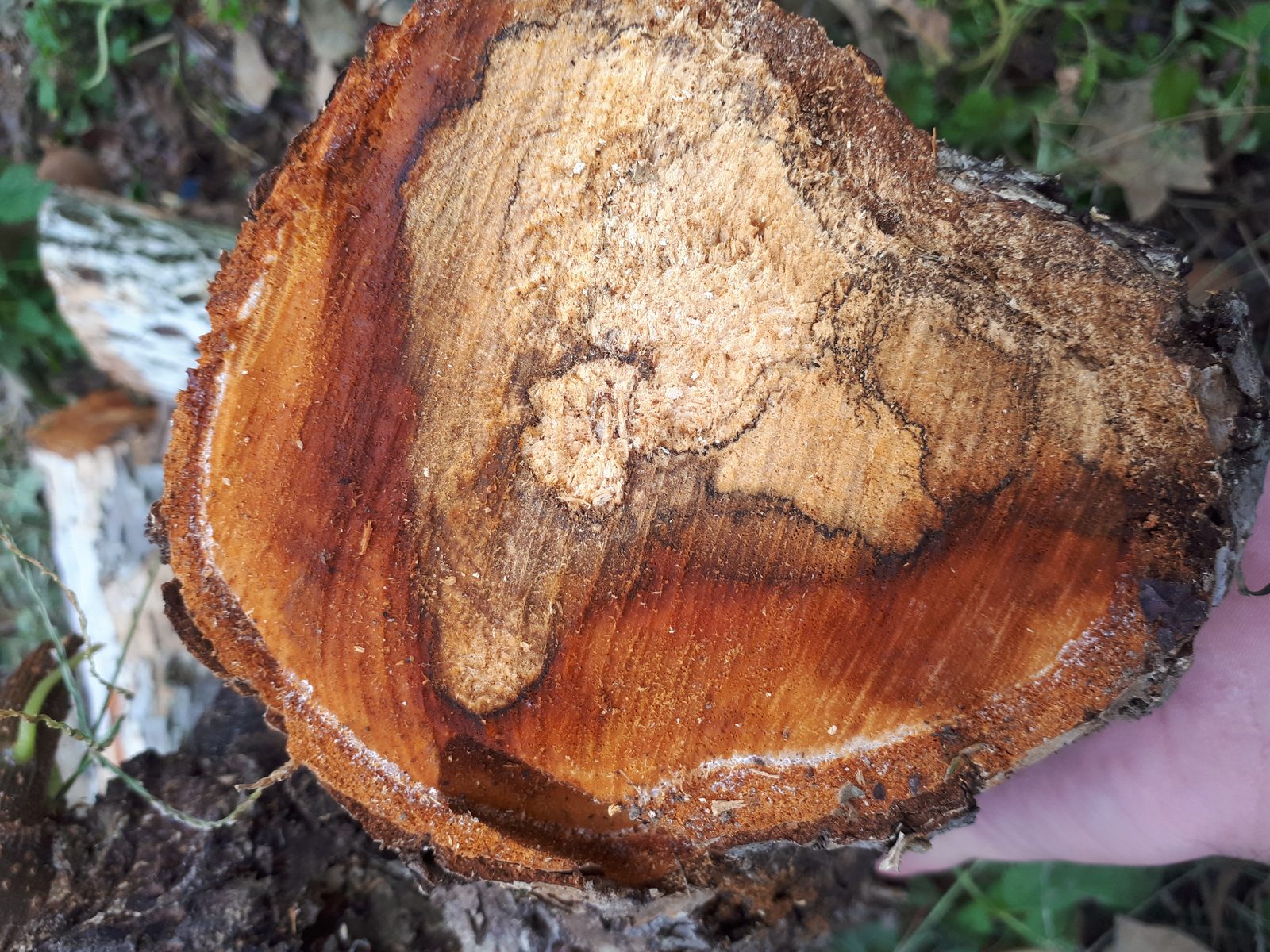 Kiwifruit trunk at an advanced stage of decomposition after infection