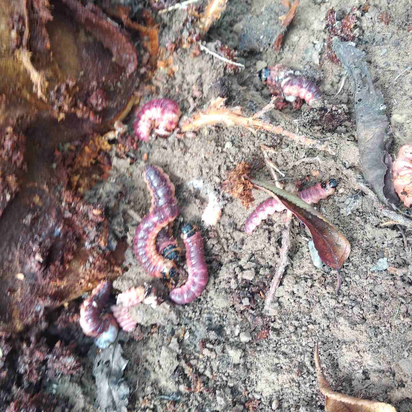 Goat moth larvae of different sizes, with red backs and black heads