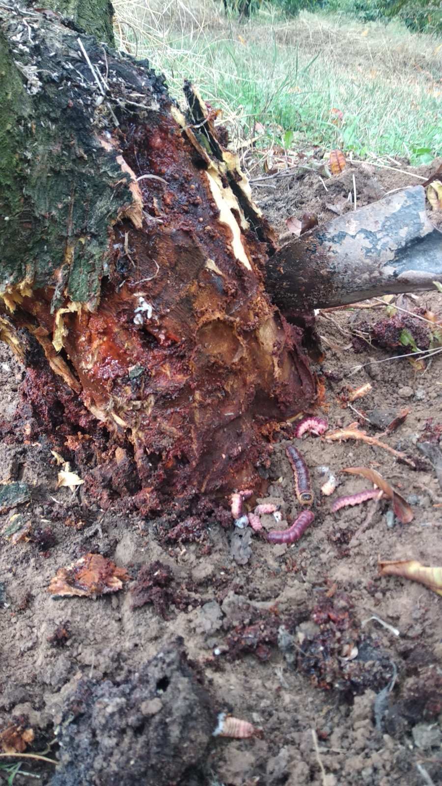 Opened trunk base showing extensive destruction of the wood and goat moth larvae