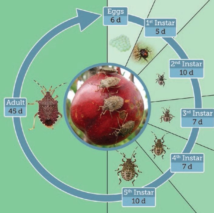 The summer life cycle of the brown marmorated stink bug