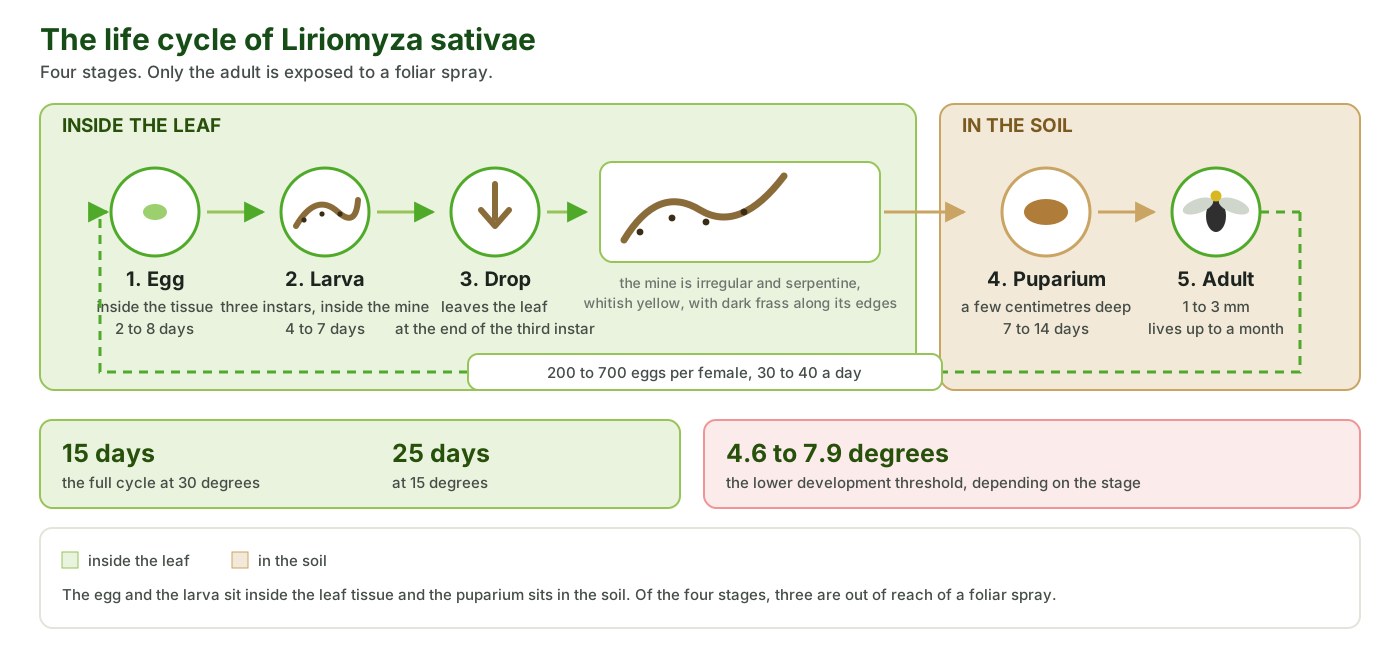 The life cycle of Liriomyza sativae, from the egg inside the leaf to the puparium in the soil