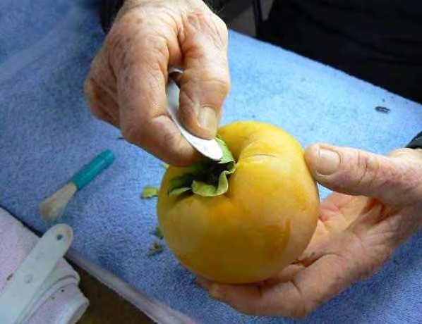 Χέρια που σηκώνουν τον κάλυκα καρπού λωτού με κουτάλι για έλεγχο