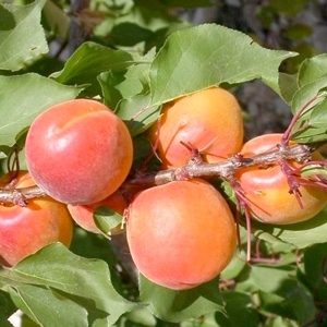 Ποικιλίες βερικοκιάς, Αξιολόγηση (upd. 05/08/2026)