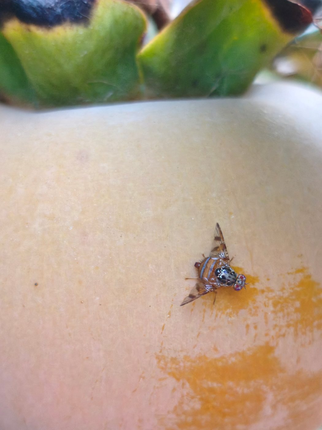 Adult Mediterranean fruit fly on a persimmon fruit