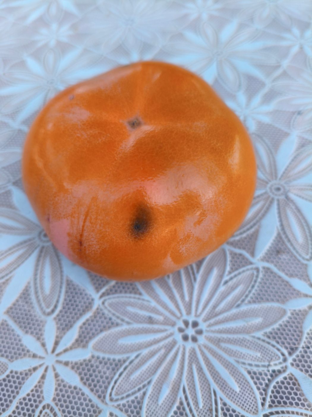 Infested persimmon fruit, oviposition puncture and rot
