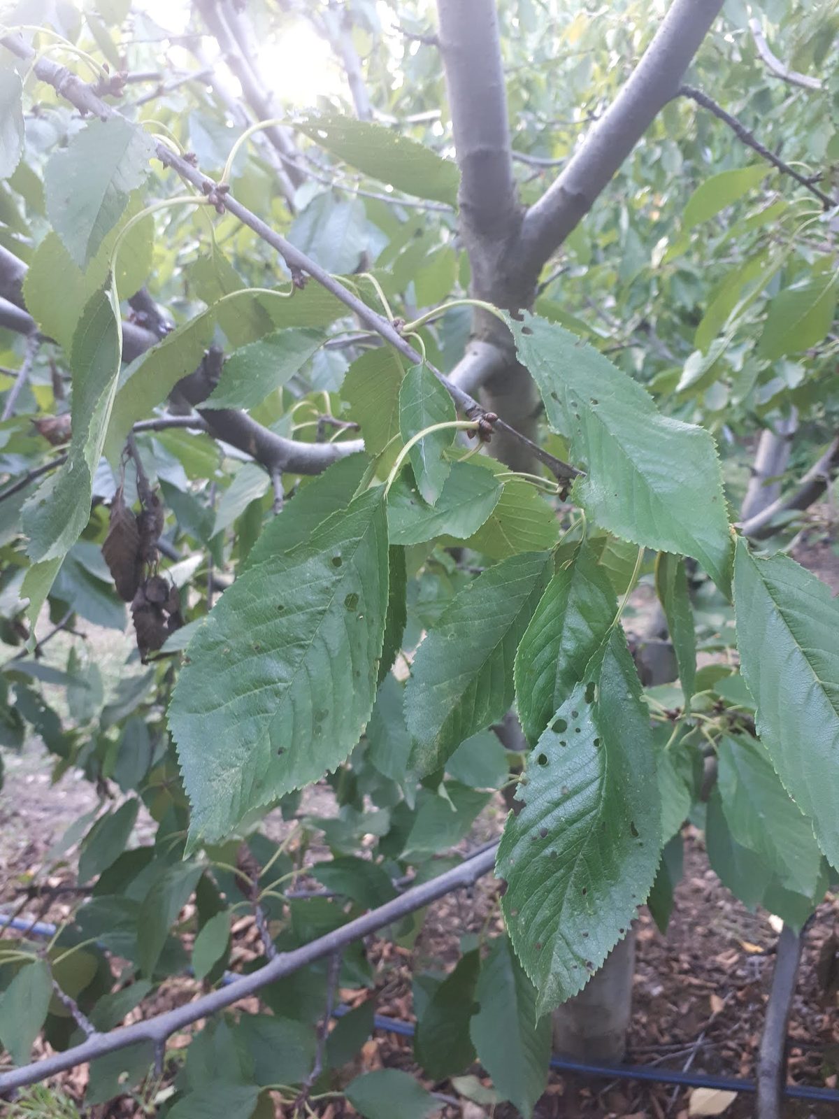 Φύλλωμα κερασιάς με μεταχρωματισμούς από PDV