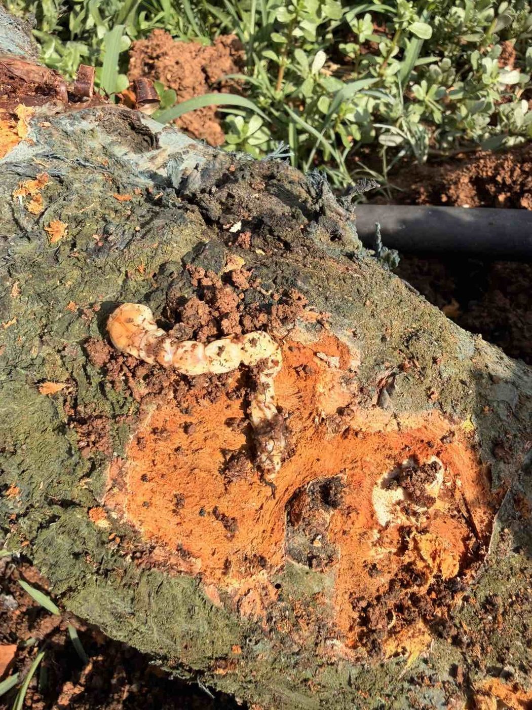 Capnodis larva inside a gallery at the base of the trunk, the wood discoloured orange