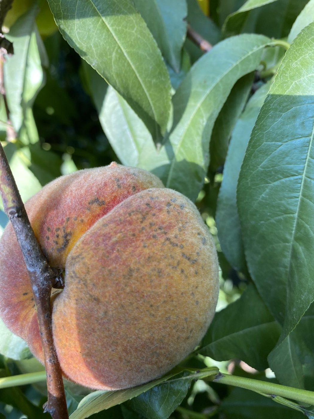 Ripe peach with dense scab lesions merging into streaks