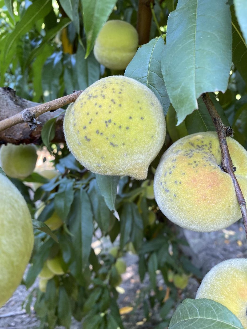 Two peaches with dense scab lesions concentrated near the stem end