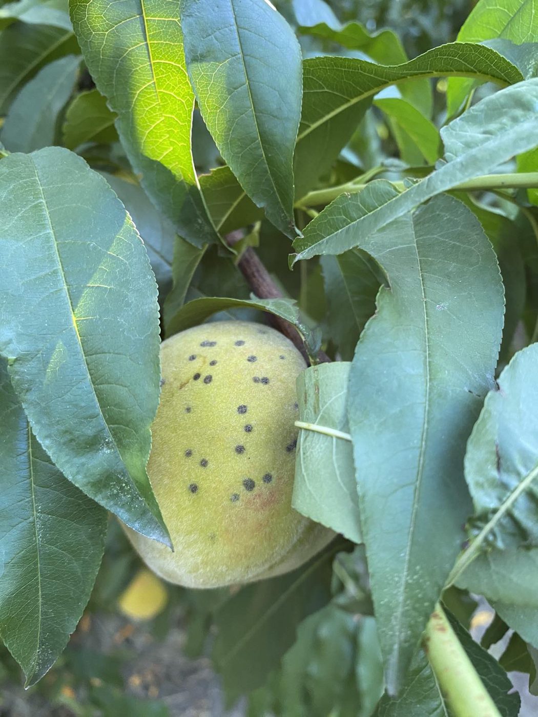 Green peach with distinct round olive-black scab lesions