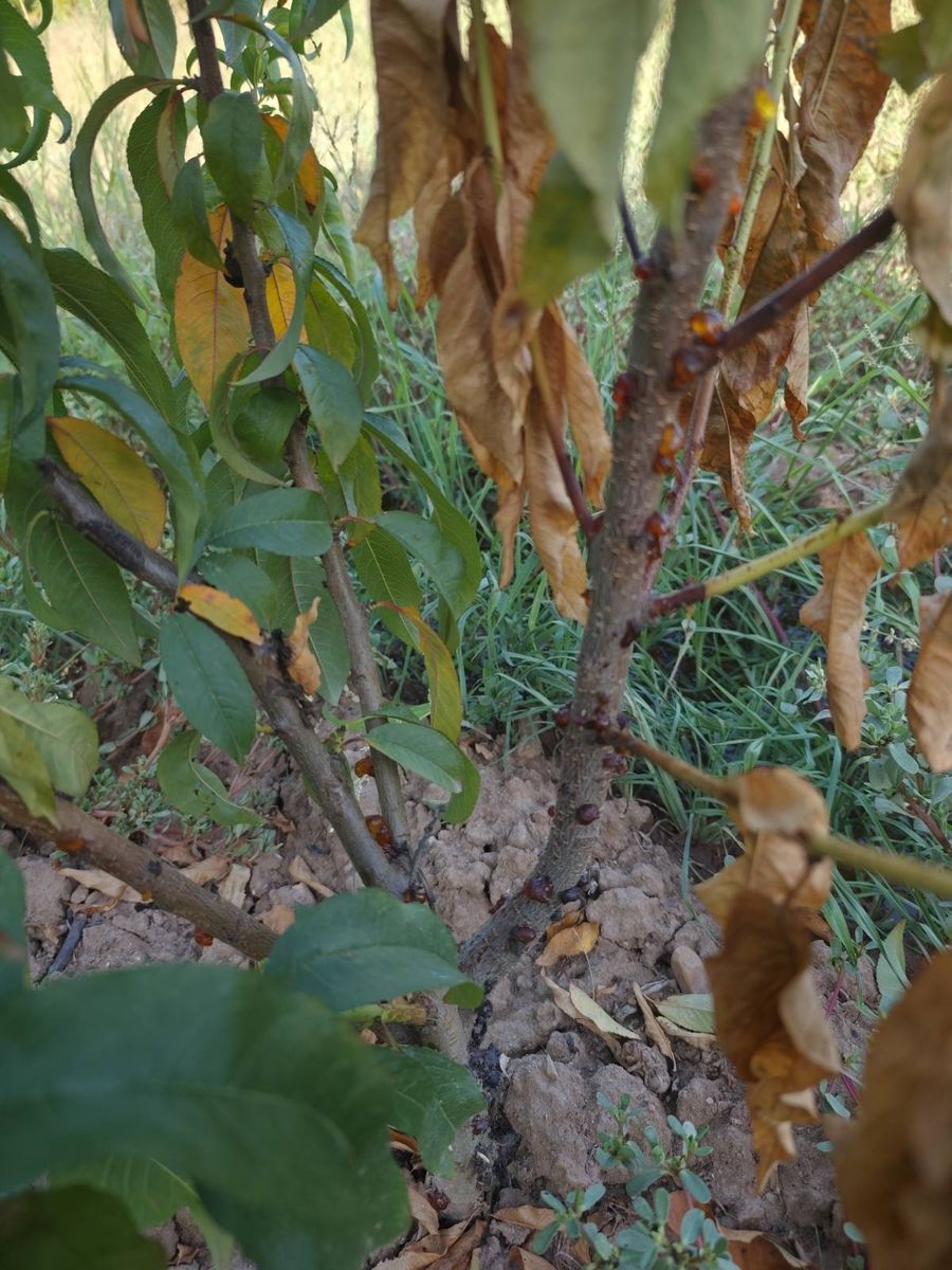 Young peach tree with gum droplets in a row along the trunk and the shoots