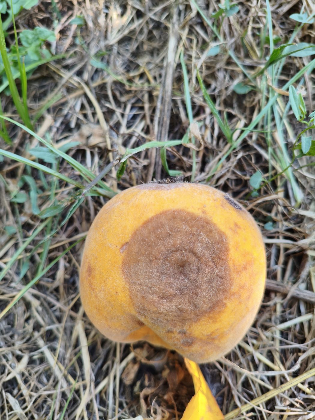 A fallen peach on the ground with brown rot and grey spore tufts in concentric rings
