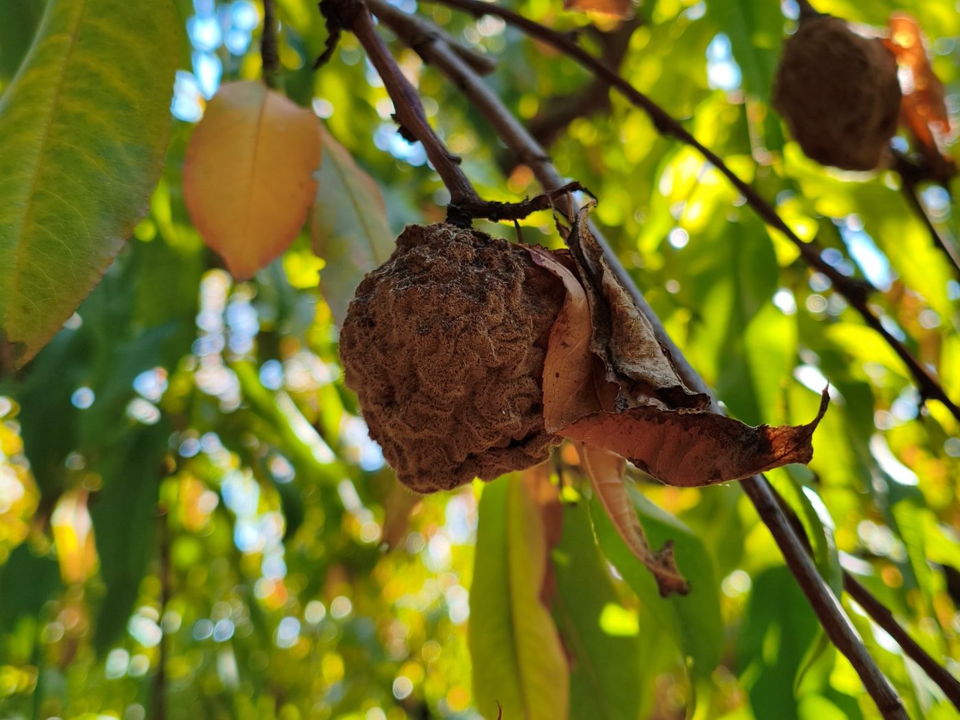 A mummified peach hanging on the twig, with a shrivelled brown surface and a dead leaf stuck to it