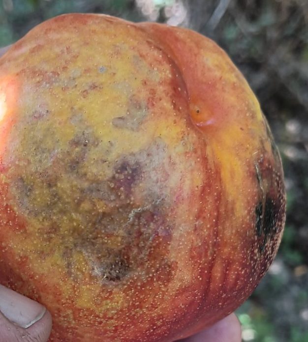 Nectarine with extensive watery Rhizopus rot, greyish mycelium and dark sporangia