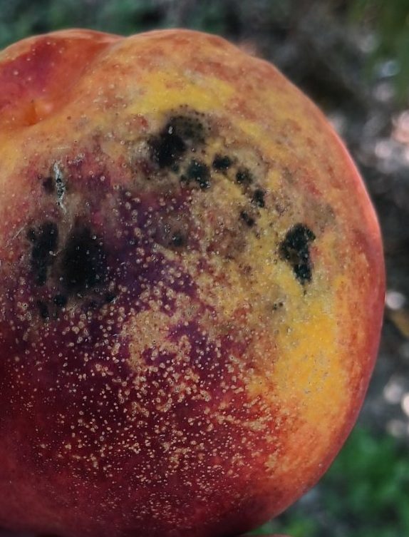 Close view of the rot with black round sporangia of Rhizopus on the fruit surface