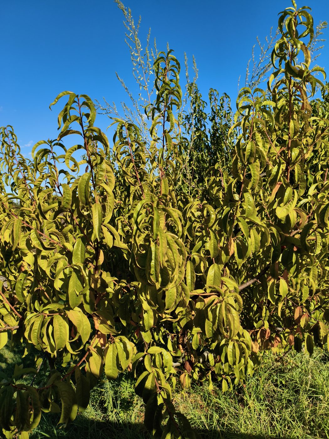 Peach canopy with uniformly yellow-green, inrolled leaves from nitrogen deficiency