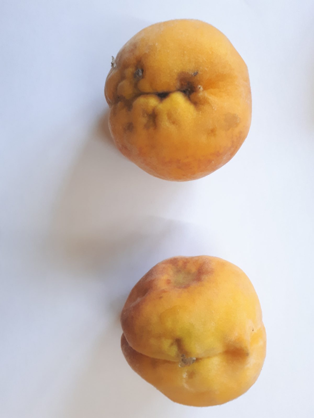 Deformed peaches caused by the stink bug