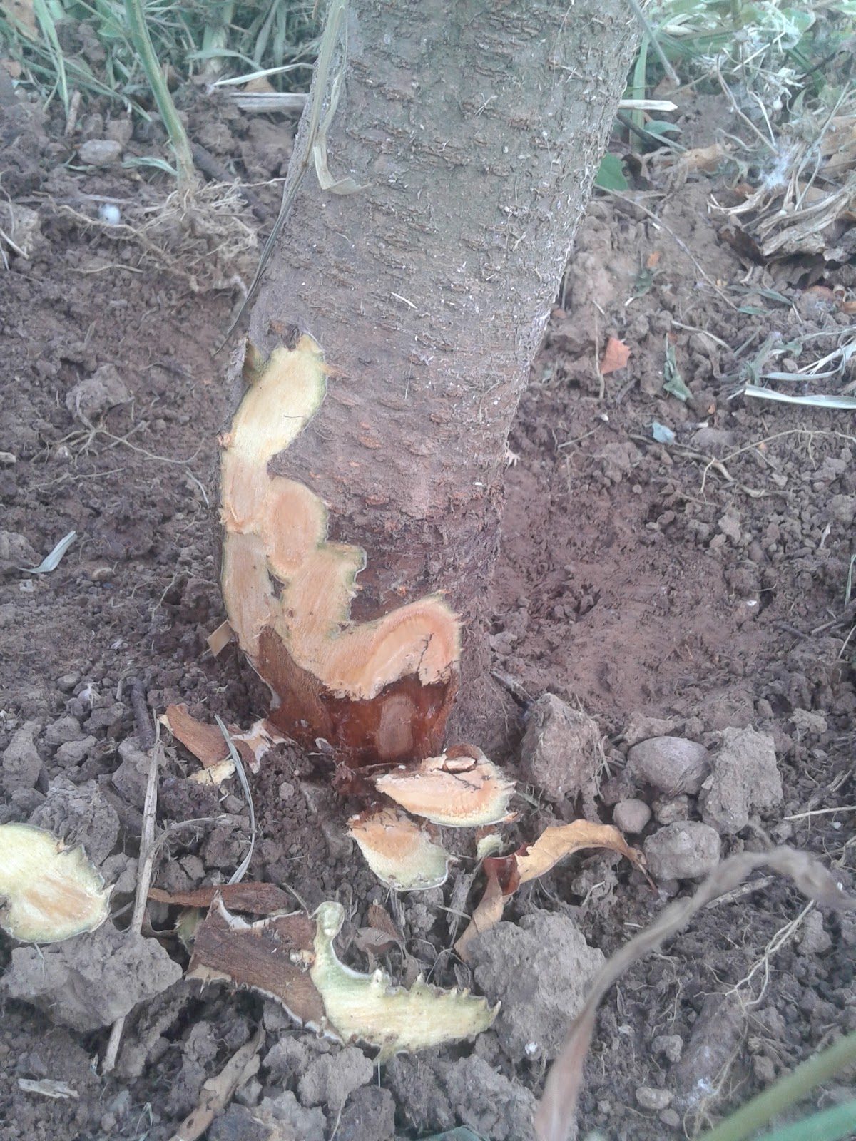 Extent of the infection on a peach trunk
