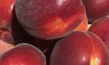 Harvested apricots of the Rouge Cot cultivar