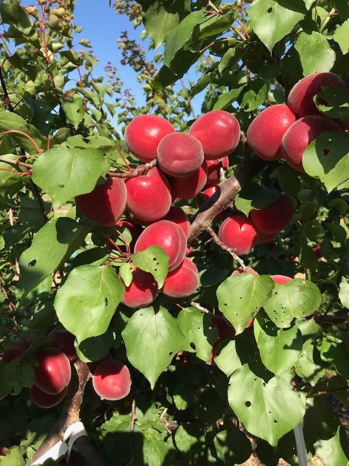 Καρποί Rouge Cot