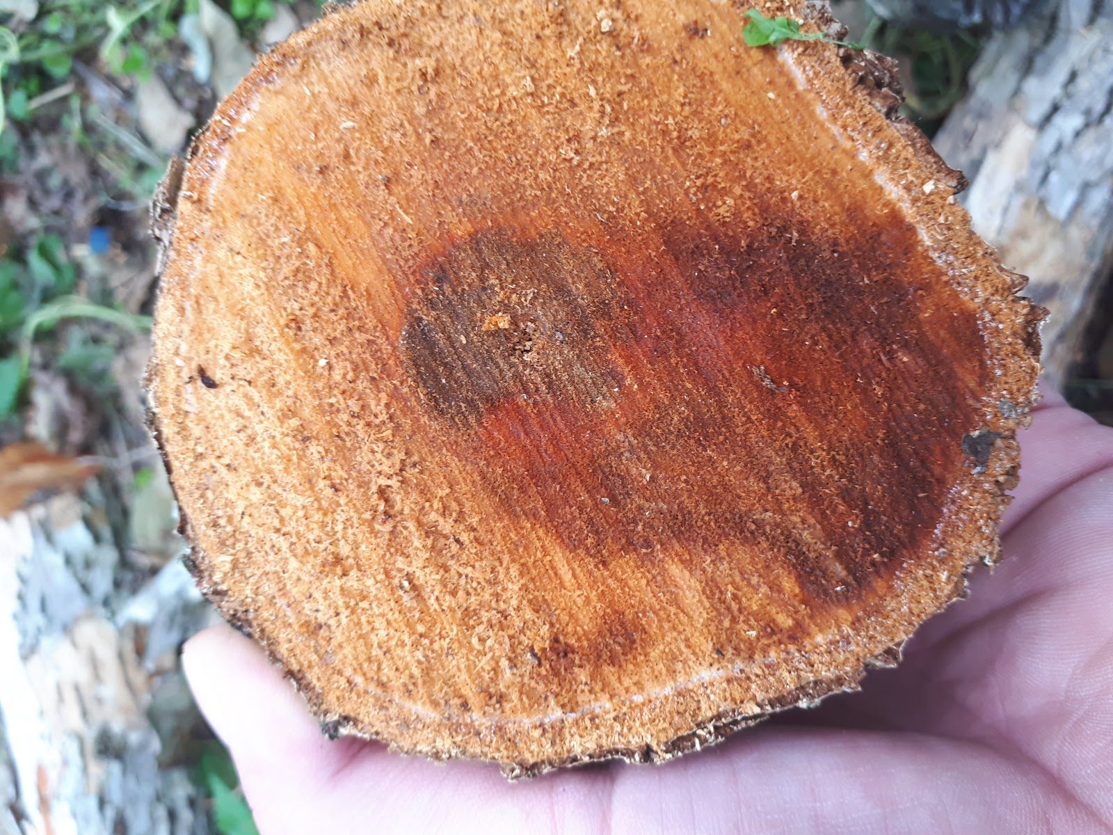 Ίσκα της Ακτινιδιάς, Like Esca disease in Kiwi