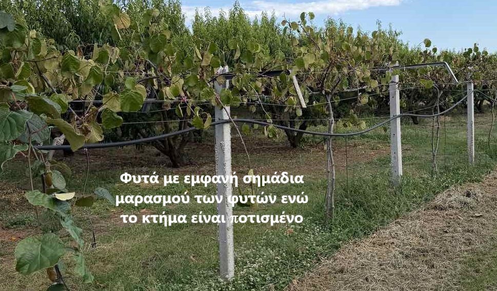 Το σύνδρομο του Μαρασμού της Ακτινιδιάς, Moria del kiwi, KiDS