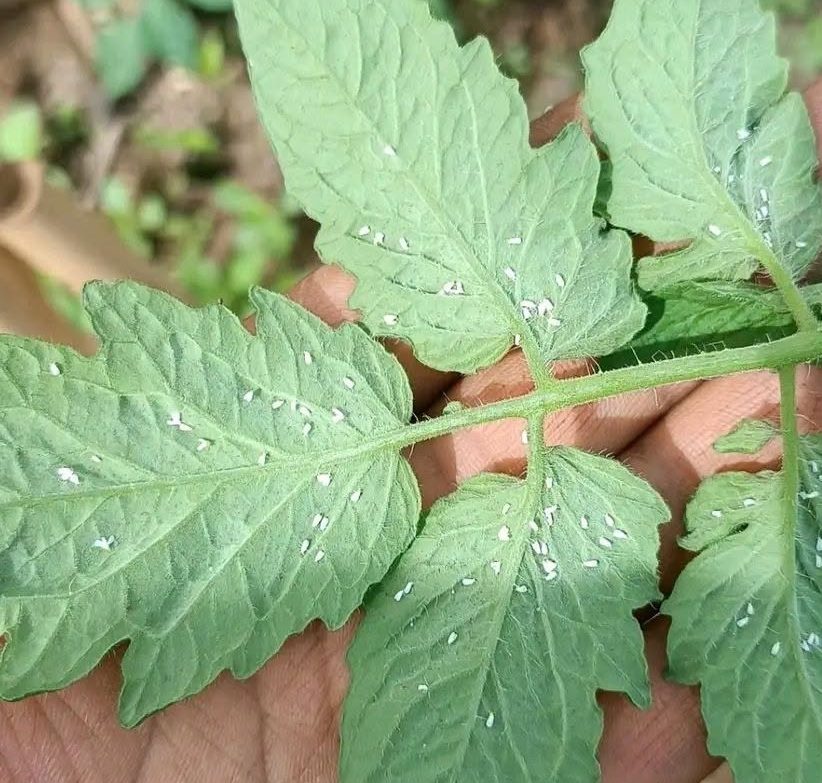 Adult whiteflies on the lower surface of tomato leaflets