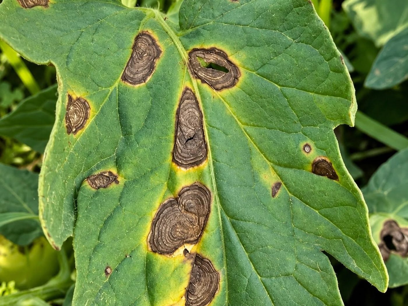 Tomato leaf with brown early blight lesions, with concentric rings and a yellow halo