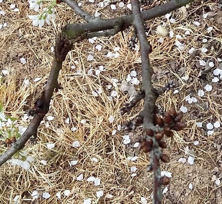 Το βακτηριακό έλκος των πυρηνοκάρπων, Pseudomonas syringae 