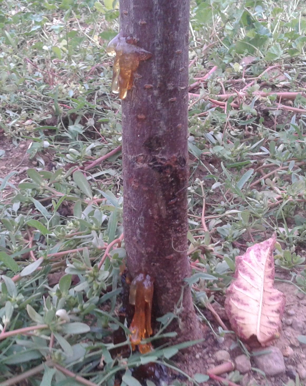 Bacterial canker attack on the trunk of a young sweet cherry tree