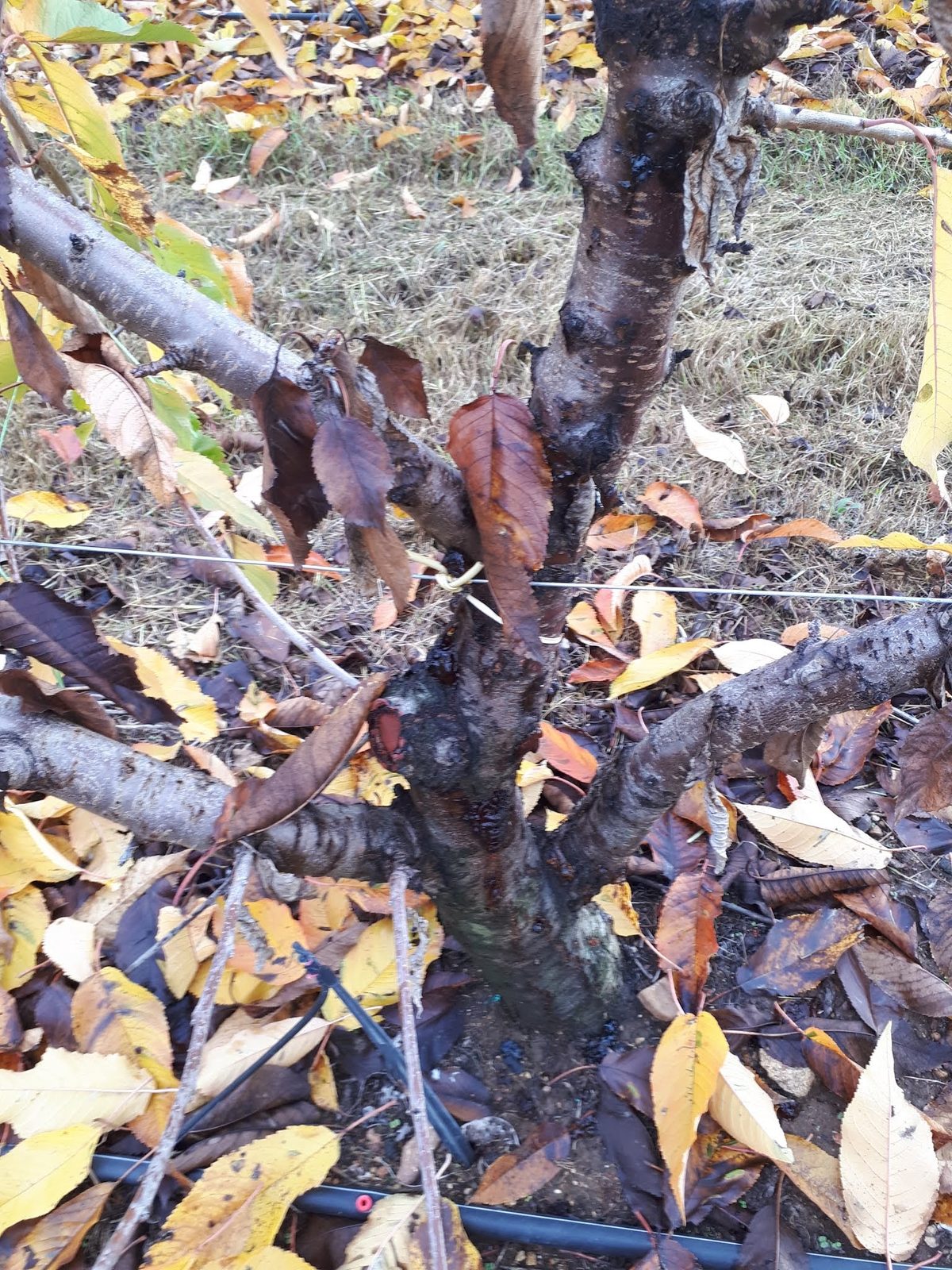 Bacterial canker attack on a sweet cherry trunk