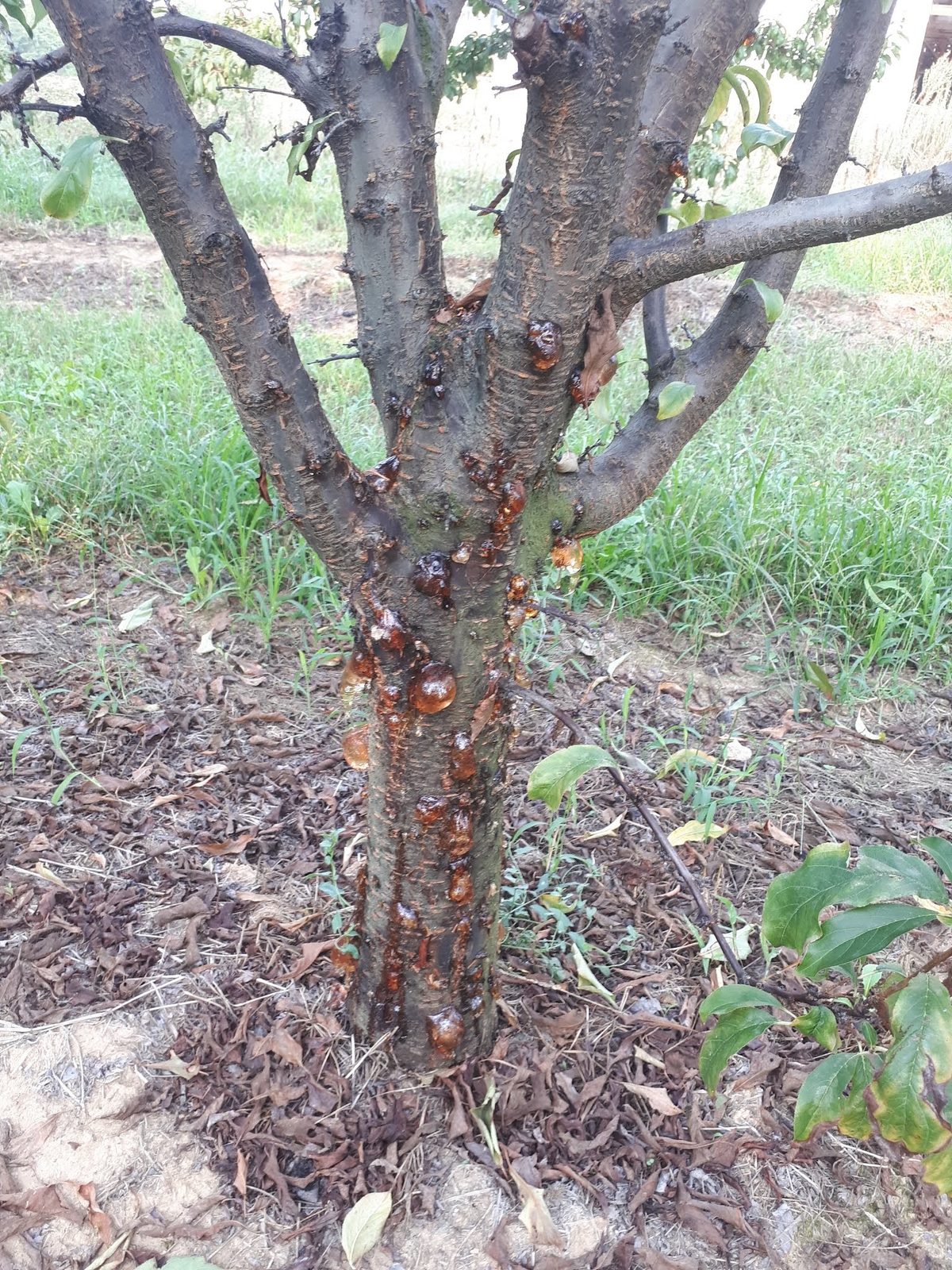 Canker and gummosis on a trunk