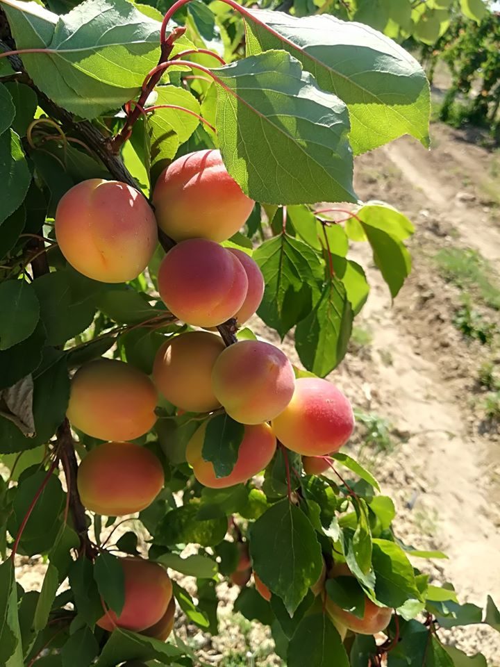An apricot tree with heavily laden limbs in a productive orchard