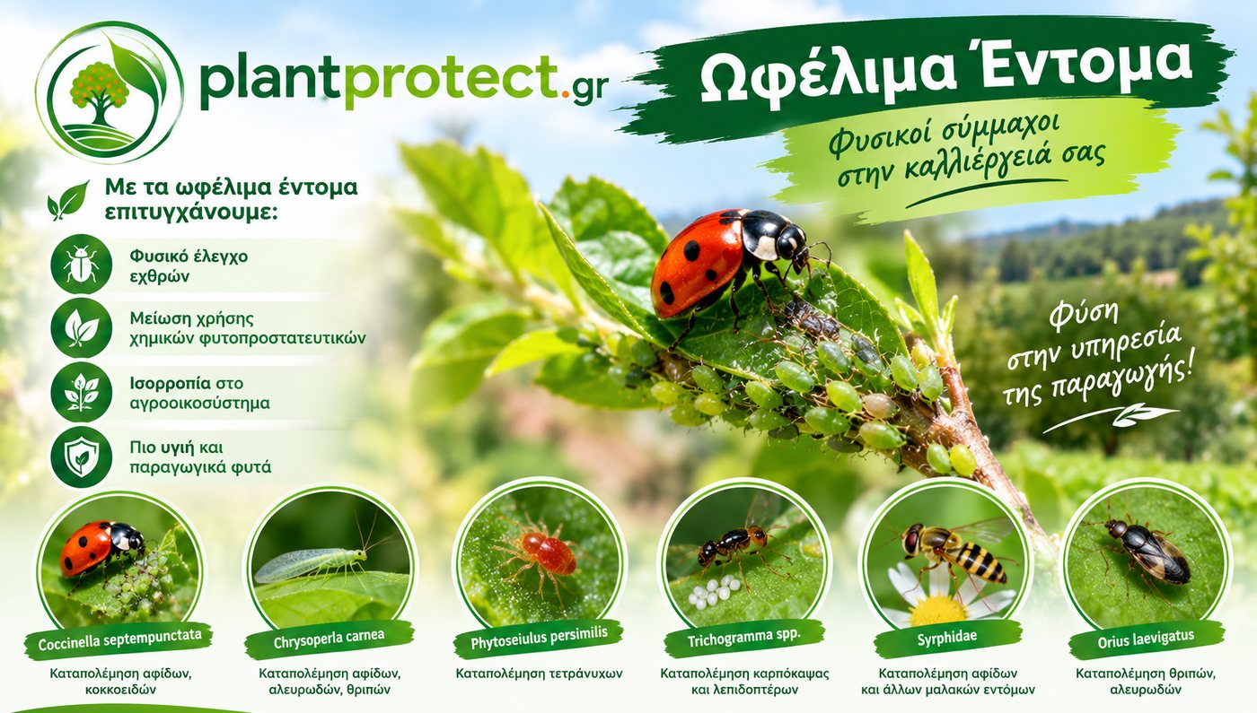 Ωφέλιμα έντομα και ακάρεα: Coccinella septempunctata, Chrysoperla carnea, Phytoseiulus persimilis, Trichogramma, συρφίδες και Orius laevigatus