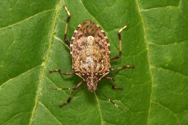 Η καφέ Βρωμούσα, BMSB, Halyomorpha halys